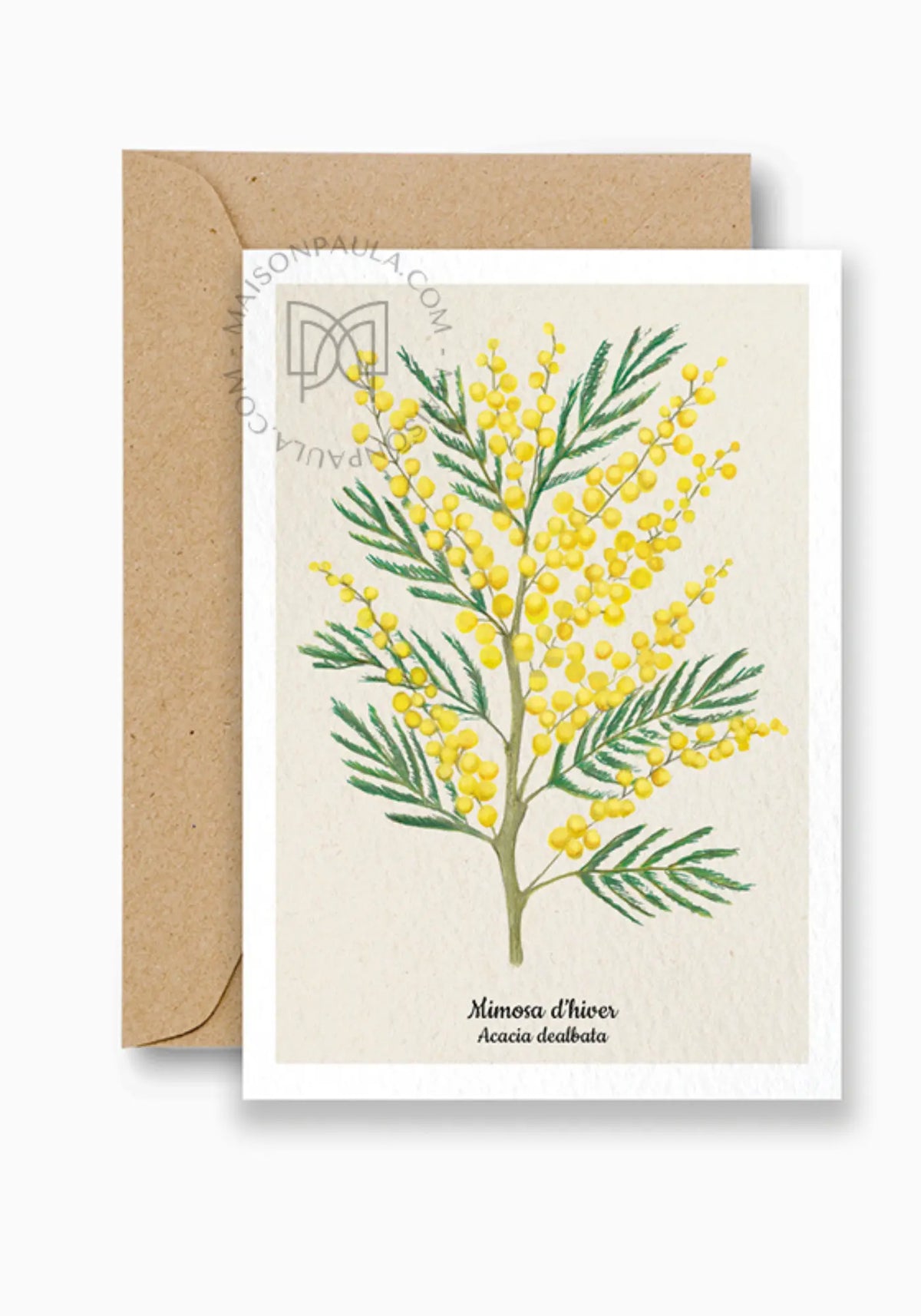 La carte postale mimosa d'hiver de chez Maison Paula
